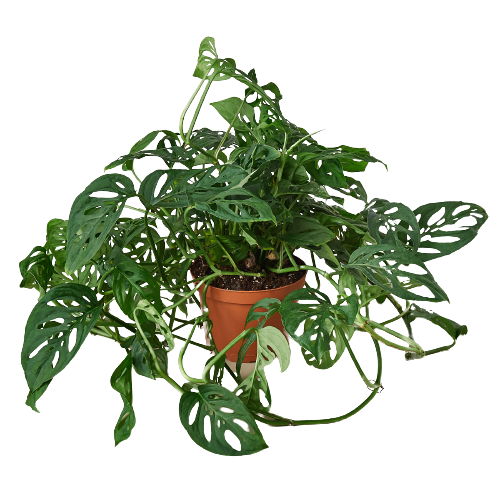 Houseplants and Pots