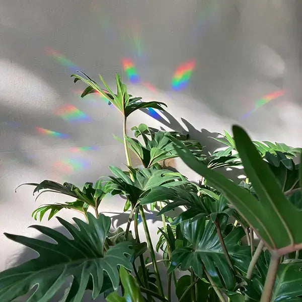 Rainbow maker sticker - You are the sunshine