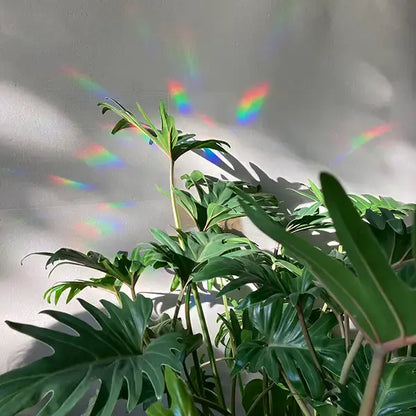 Rainbow maker sticker - You are the sunshine